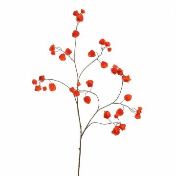 Deko Zweig Physalis WINOREA, Früchte, orange, 125cm Deko Zweig Physalis WINOREA, Früchte, orange, 125cm