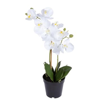 Kunst Phalaenopsis Orchidee LEYLAMA, Wurzeln, weiß, 45cm Kunst Phalaenopsis Orchidee LEYLAMA, Wurzeln, weiß, 45cm