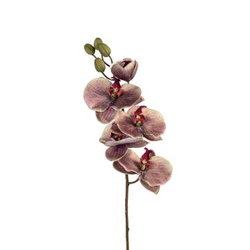 Kunst Phalaenopsis Orchidee LIONILA, grün-burgunderrot, 70cm Kunst Phalaenopsis Orchidee LIONILA, grün-burgunderrot, 70cm