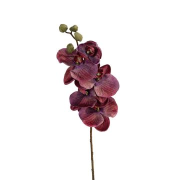 Kunst Phalaenopsis Orchidee LIONILA, burgunderrot, 70cm Kunst Phalaenopsis Orchidee LIONILA, burgunderrot, 70cm