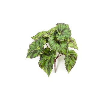 Kunstpflanze Blattbegonie MEIRA auf Steckstab, grün-schwarz, 25cm