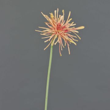 Künstliche Chrysantheme SUSUMU, pfirsich-rosa, 60cm, Ø14cm Künstliche Chrysantheme SUSUMU, pfirsich-rosa, 60cm, Ø14cm