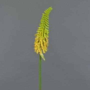 Künstliche Blume Fackellilie MUNDAKA, grün-gelb, 85cm, Ø6cm