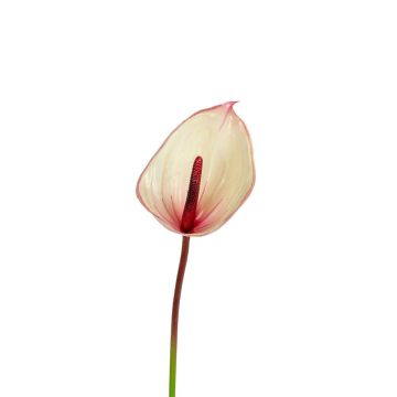 Kunst Flamingoblume NYVERA, rosa-creme, 60cm