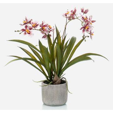 Kunst Oncidium Orchidee COLUNGA im Keramiktopf, rosa-violett, 45cm