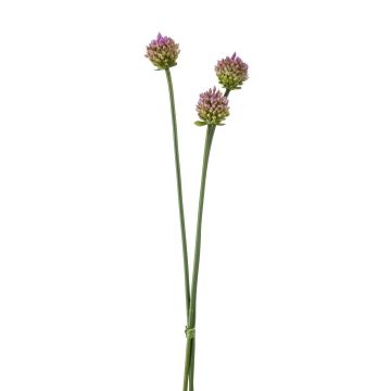 Kunstblumen Allium Blüten Bund LAMDA, violett-grün, 65cm, Ø4cm