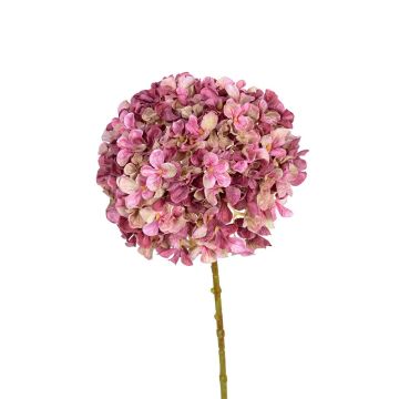 Dekoblume Hortensie SABIOLA, rosa-creme, 65cm Dekoblume Hortensie SABIOLA, rosa-creme, 65cm
