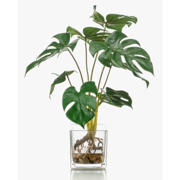 Dekopflanze Philodendron Monstera Deliciosa PAVONIS im Glastopf, 40cm
