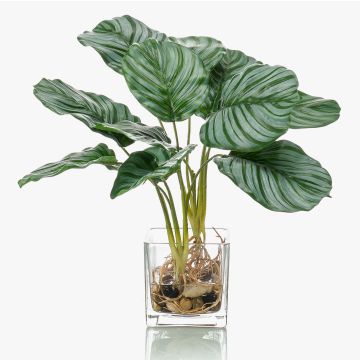 Kunstpflanze Calathea Orbifolia AGINA im Glastopf, grün-weiß, 40cm