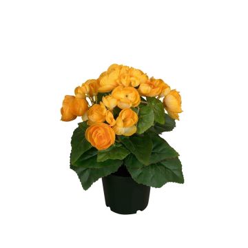 Künstliche Blume Begonie SERIFFA, gelb, 25cm Künstliche Blume Begonie SERIFFA, gelb, 25cm