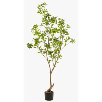 Künstlicher Baum Teepflanze GUSHON, Kunststamm, grün, 185cm