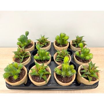 Kunstgesteck Sukkulenten GLAVEN im Terracottatopf, 12 Stück, grün, 12-13cm