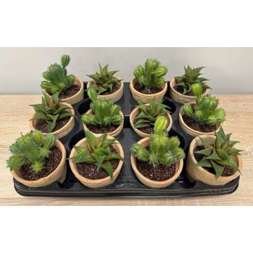 Kunstgesteck Sukkulenten GLAVEN im Terracottatopf, 12 Stück, grün, 12-13cm