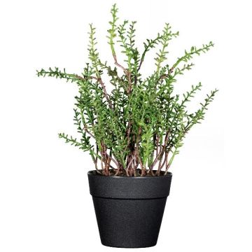 Dekokraut Thymian DURNAS im Dekotopf, grün, 24cm Dekokraut Thymian DURNAS im Dekotopf, grün, 24cm