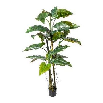 Künstliche Pflanze Colocasia KLARHEN, Wurzeln, Kunststamm, grün, 180cm