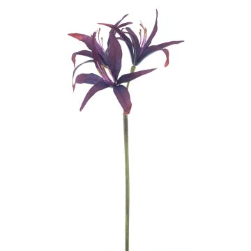 Künstliche Blume Gartenamaryllis SIAMARA, aubergine, 80cm Künstliche Blume Gartenamaryllis SIAMARA, aubergine, 80cm