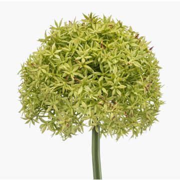 Allium künstlich PRAXEN, grün, 90cm Allium künstlich PRAXEN, grün, 90cm