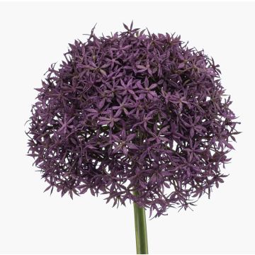 Allium künstlich PRAXEN, dunkellila, 90cm Allium künstlich PRAXEN, dunkellila, 90cm