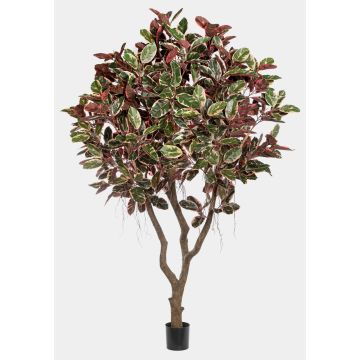 Kunstpflanze Ficus elastica THIM, Kunststamm, rot-weiß-grün, 295cm