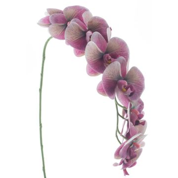 Künstliche Blume Phalaenopsis Orchidee KORAYA, aubergine-creme, 110cm Künstliche Blume Phalaenopsis Orchidee KORAYA, aubergine-creme, 110cm