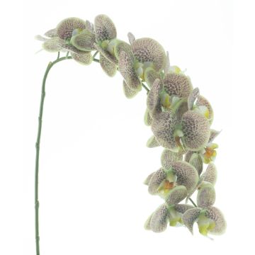 Künstliche Blume Phalaenopsis Orchidee KORAYA, grün-violett, 110cm Künstliche Blume Phalaenopsis Orchidee KORAYA, grün-violett, 110cm