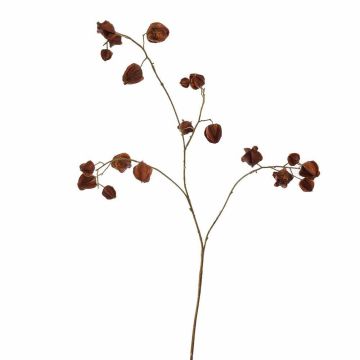 Deko Zweig Physalis BEATINA, Früchte, braun, 90cm Deko Zweig Physalis BEATINA, Früchte, braun, 90cm