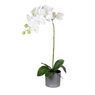Kunstblume Phalaenopsis Orchidee TALERISSA, Wurzeln, Dekotopf, weiß, 50cm Kunstblume Phalaenopsis Orchidee TALERISSA, Wurzeln, Dekotopf, weiß, 50cm