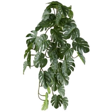 Dekohänger Philodendron monstera deliciosa TRANE, Steckstab, 50cm Dekohänger Philodendron monstera deliciosa TRANE, Steckstab, 50cm