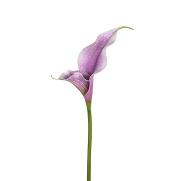 Künstliche Blume Calla ZEFYRA, lila, 75cm Künstliche Blume Calla ZEFYRA, lila, 75cm
