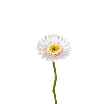 Künstliche Blume Gerbera ZYRELA, creme, 28cm