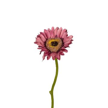 Künstliche Blume Gerbera ZYRELA, altrosa, 28cm