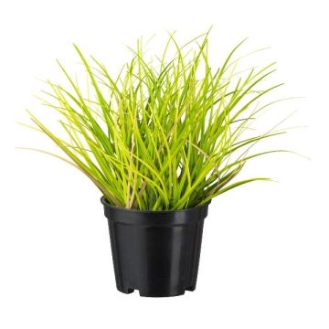 Fake Gras Lampenputzergras BENKU, grün-braun, 20cm