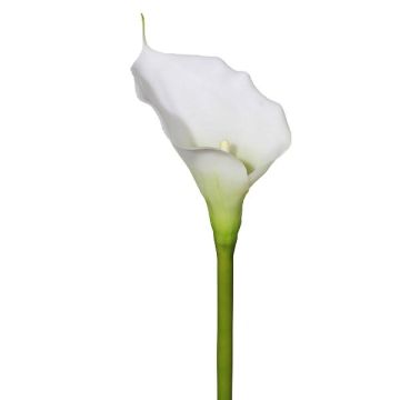 Plastikblume Calla GOLMA, weiß, 70cm