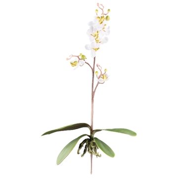 Kunst Phalaenopsis Orchidee MALZA, Steckstab, Wurzeln, creme, 55cm