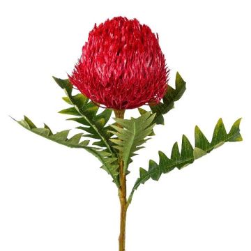 Deko Blume Banksia serrata PONGER, burgunderrot, 70cm