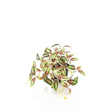 Kunstpflanze Tradescantia zebrina DIHALLU im Dekotopf, grün-rot, 19cm