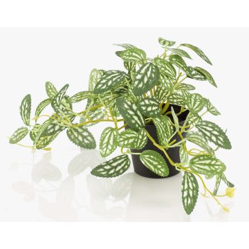 Kunstpflanze Zwergpfeffer MIHALLA im Dekotopf, grün-weiß, 19cm