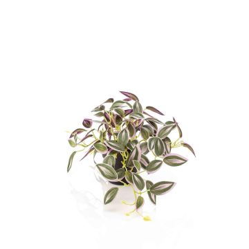 Kunstpflanze Tradescantia zebrina DIHALLU im Dekotopf, grün-lila, 19cm