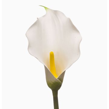 Künstliche Calla KIVARP, weiß, 85cm