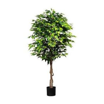 Kunstbaum Ficus Benjamini ARNOMO, Naturstämme, 180cm Kunstbaum Ficus Benjamini ARNOMO, Naturstämme, 180cm