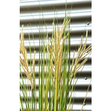 Chinaschilf künstlich WASDIN mit Rispen, grün-beige, 125cm