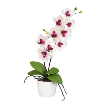 Dekoblume Phalaenopsis Orchidee MORLEK, Keramiktopf, Wurzeln, weiß-lila, 60cm