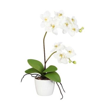 Dekoblume Phalaenopsis Orchidee MORLEK, Keramiktopf, Wurzeln, creme, 60cm Dekoblume Phalaenopsis Orchidee MORLEK, Keramiktopf, Wurzeln, creme, 60cm