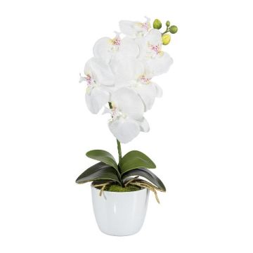 Dekoblume Phalaenopsis Orchidee DRINTOR, Keramiktopf, Wurzeln, weiß, 40cm Dekoblume Phalaenopsis Orchidee DRINTOR, Keramiktopf, Wurzeln, weiß, 40cm