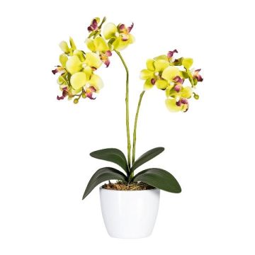 Dekoblume Phalaenopsis Orchidee FRUXO, Keramiktopf, Wurzeln, grün, 50cm