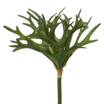 Deko Pflanze Geweihfarn FOLHER, Steckstab, grün, 30cm Deko Pflanze Geweihfarn FOLHER, Steckstab, grün, 30cm