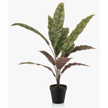 Fake Pflanze Calathea Makoyana WIDO im Dekotopf, grün-burgunderrot, 60cm