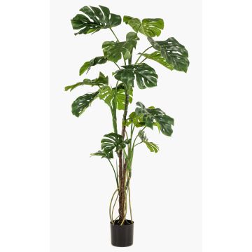 Kunstpflanze Philodendron monstera deliciosa TANIESO, Kunststamm, Luftwurzeln, 180cm