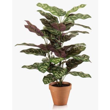 Kunstpflanze Calathea makoyana TROGAR im Terracottatopf, grün-violett, 65cm