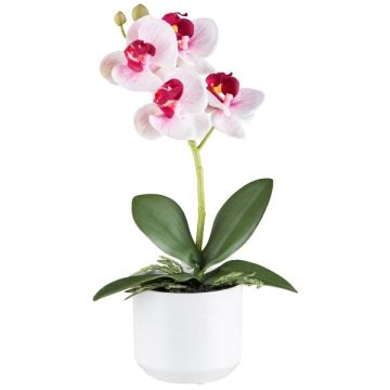 Textil Phalaenopsis Orchidee WERKAN, Keramiktopf, Wurzeln, weiß-pink, 27cm Textil Phalaenopsis Orchidee WERKAN, Keramiktopf, Wurzeln, weiß-pink, 27cm
